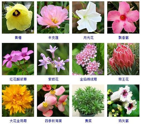 植物名稱大全|常见100种植物名字